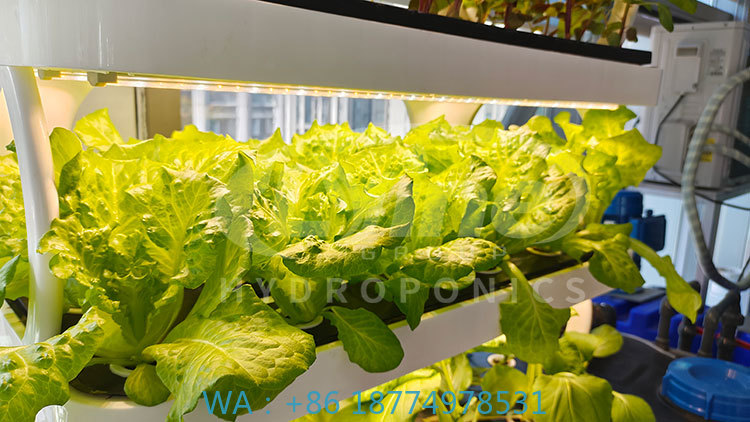 Agriculture Farming Equipments - ج آلة الزراعة لزراعة الخضار الخس
