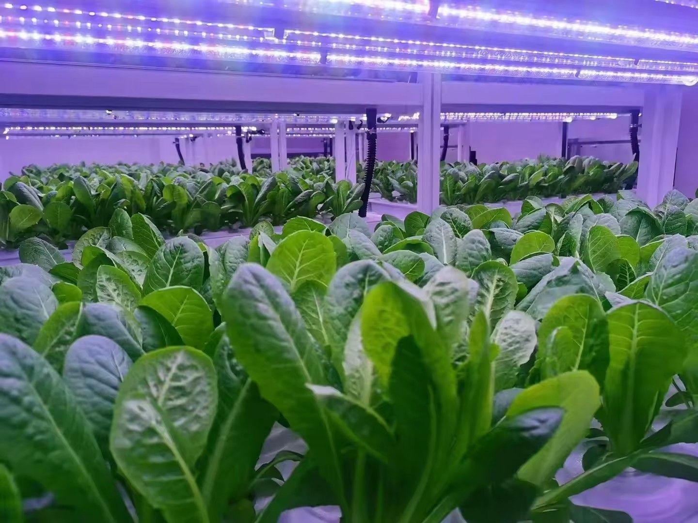 f المعدات الزراعية الدفيئة تنم - مراجعة Agriculture Farming Equipments وسعره